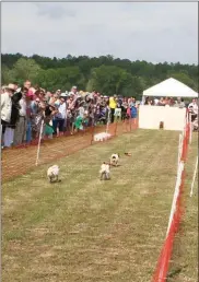  ?? Mary Catherine Chewning ?? Southern Barn Collar & Leash Co. Jack Russell Terrier Races.