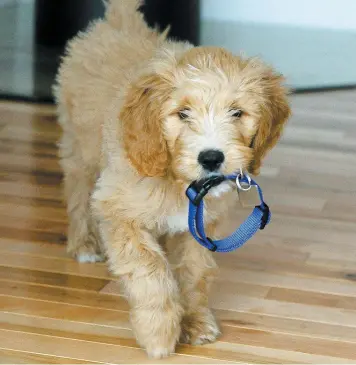  ?? PHOTO JEAN-FRANÇOIS DESGAGNÉS ?? Pablo, un chiot golden doodle, a reçu sa première médaille de la Ville de Québec hier.