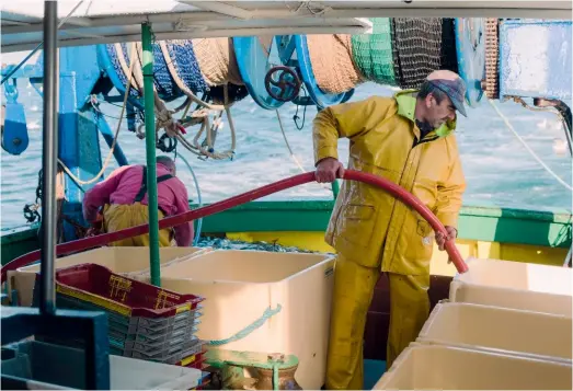  ??  ?? Le chalut a été remonté, et l’équipage s’apprête à trier la première pêche. Il ne gardera que les sardines et rejettera à la mer tous les anchois.