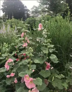  ?? Kevin Kirkland/Post-Gazette photos ?? 'Pink Glow' Culver's root, left, and pink hollyhocks bloom in early July in the floricycle at the Darwin Martin House.