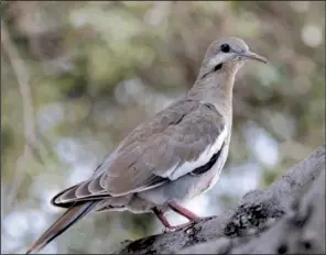  ?? Special to the Democrat-Gazette ?? White-winged dove