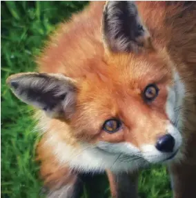  ??  ?? Marian Roy’s picture of this nosey fox