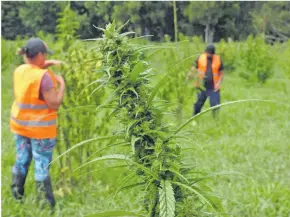  ?? Photo: RNZ ?? Hikurangi Enterprise­s wants to be front and centre in the medicinal cannabis industry.