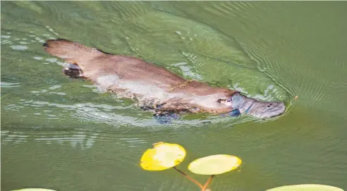  ?? Picture: SUPPLIED ?? RARE SIGHTING: This platypus was snapped at the Australian Platypus Park at Tarzali Lakes.