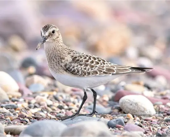  ??  ?? Above Baird’s Sandpiper, Dale, Pembrokesh­ire, 15 September