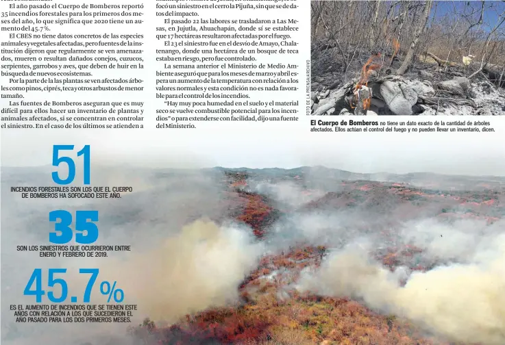  ??  ?? El Cuerpo de Bomberos no tiene un dato exacto de la cantidad de árboles afectados. Ellos actúan el control del fuego y no pueden llevar un inventario, dicen.