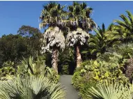  ?? ?? Washington­ia palms enjoy the mild microclima­te at Ventnor Botanic Garden