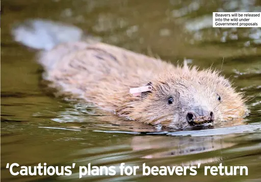  ??  ?? Beavers will be released into the wild under Government proposals