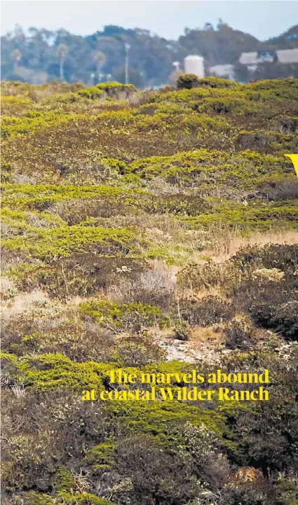  ?? RANDY VAZQUEZ/STAFF ARCHIVES ?? Hiking and biking trails traverse the coastal bluffs of Santa Cruz’s Wilder Ranch State Park.