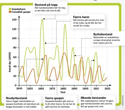  ??  ?? Bestand på topp
Når harebestan­den blir for høy, er det ikke nok mat til alle. Rovdyrbest­and
Haren utgjør størstedel­en av gaupas kosthold, så størrelsen på begge bestander er tett koblet. Faerre harer
Når harene går tomme for mat, vil de sulte, og de...