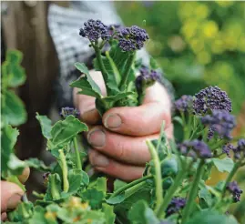  ?? ?? Harvest the tops of sprouting broccoli first to encourage new growth