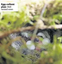  ??  ?? Egg-cellent plan Well nested wren