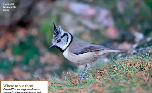  ??  ?? A Crested Tit foraging on the ground