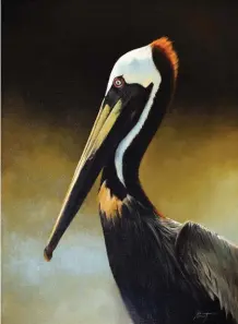  ??  ?? Edward Aldrich, California Brown Pelican, oil, 26 x 19”