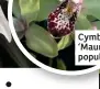  ??  ?? Cymbidiums such as ‘Maureen Grapes’ are popular for beginners