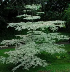  ??  ?? HARDY: The wedding cake dogwood likes good, rich soil