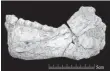  ?? JEAN-JACQUES HUBLIN, MPI-EVA, LEIPZIG ?? The mandible Irhoud 11 is the first, almost complete adult mandible discovered at the site of Jebel Irhoud in Morocco. These ancient people had small faces and small chins much like ours, and their teeth look like ours, too.