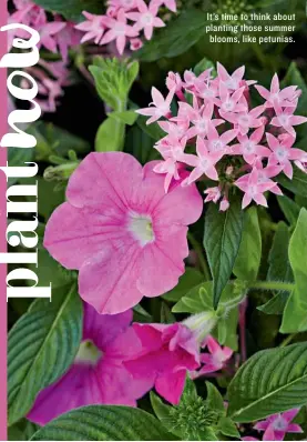  ??  ?? It’s time to think about planting those summer blooms, like petunias.