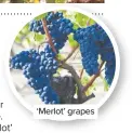  ??  ?? ‘Merlot’ grapes