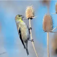  ??  ?? Male American goldfinch, seen along the Cherry Creek Bike Path east of Colorado Boulevard in Denver.