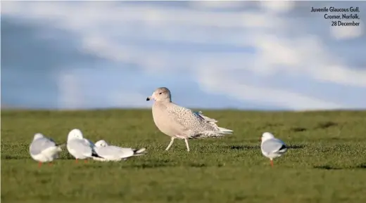  ??  ?? Juvenile Glaucous Gull, Cromer, Norfolk, 28 December