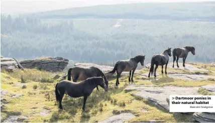  ?? Malcolm Snelgrove ?? > Dartmoor ponies in their natural habitat