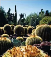  ??  ?? Barrel cacti, Huntington Desert Garden