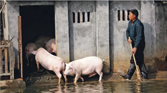  ?? Fotos: dpa/pixabay ?? Auf einem Tiermarkt in Wuhan haben sich die ersten Menschen mit Sars-CoV-2 infiziert. Die Fledermaus gilt als Wirttier schlechthi­n.