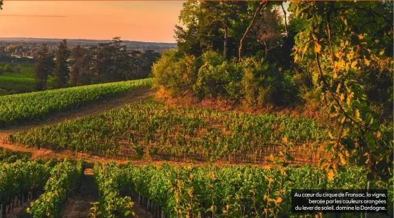  ?? ?? Au coeur du cirque de Fronsac, la vigne, bercée par les couleurs orangées du lever de soleil, domine la Dordogne.