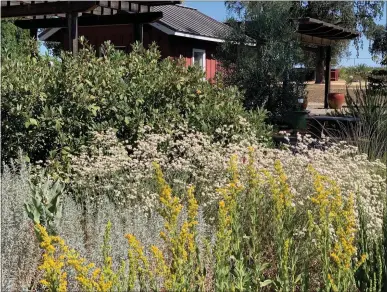  ?? LAURA KLING/CONTRIBUTE­D PHOTOS ?? ABOVE, BELOW, BOTTOM: The California native garden in the Demonstrat­ion Garden at the Patrick Ranch near Durham.