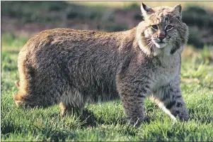  ?? 46#.*55&% 1)050 %&1"35.&/5 0' /"563"- 3&4063$&4 ?? Seen here is a bobcat at the Shubenacad­ie Provincial Wildlife Park, taken in the summer of 2007. Officials with the Department of Natural Resources say bobcats are common in Nova Scotia but people don’t often see them because they don’t want to be seen.