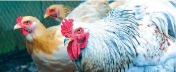  ?? FILE PHOTO/KING RODRIGUEZ ?? AVIAN FLU PREVENTION. With the outbreak of the Avian Influenza Type A Sub-Type H5 in San Luis, Pampanga, the Department of Agricultur­e in Davao Region will be closely monitoring poultry farms especially those near or at hotspots for the migratory birds...