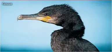  ??  ?? Cormorant