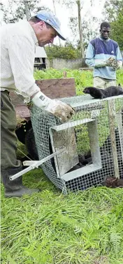  ??  ?? En esta granja de La Coruña desconocid­os liberaron 15.500 visones en 2006