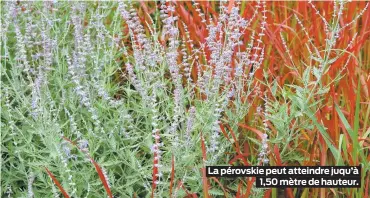  ??  ?? La pérovskie peut atteindre juqu’à 1,50 mètre de hauteur.