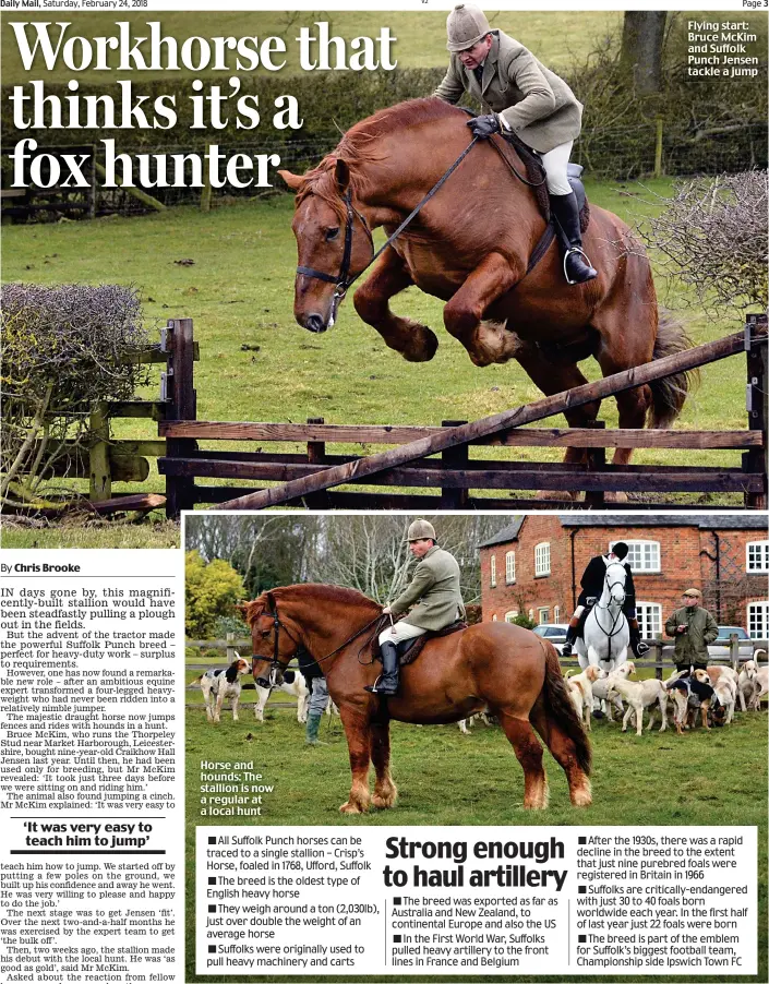  ??  ?? Horse and hounds: The stallion is now a regular at a local hunt Flying start: Bruce McKim and Suffolk Punch Jensen tackle a jump