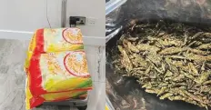  ?? ?? ■
The contraband was “cleverly hidden” inside bags of a wellknown breakfast cereal brand, Dubai Customs officials said.