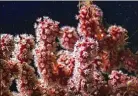  ?? IVAN AGERTON / OCEANX VIA THE NEW YORK TIMES ?? A bubblegum coral, like one of the new species.