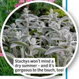  ?? ?? Stachys won’t mind a dry summer – and it’s gorgeous to the touch, too!