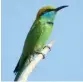  ??  ?? Green bee- eater