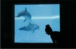  ?? PHOTOS BY JOHN LOCHER, THE ASSOCIATED PRESS ?? A woman takes part in a yoga class near a viewing portal to a dolphin habitat at the Mirage hotel and casino in Las Vegas.