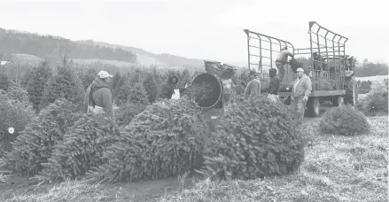  ?? LINDSEY SHUEY/REPUBLICAN-HERALD ?? Workers feed trees through a baler Dec. 2 in Orwigsburg, Pa. Snowfall has been down in recent years, an analysis finds.