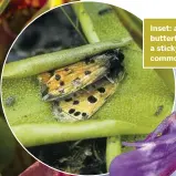  ??  ?? Inset: a small copper butterfly comes to a sticky end on a common butterwort.