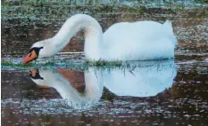  ??  ?? Spieglein, Spieglein ... Ob der Schwan im See bei St. Ottilien der schönste ist, weiß man nicht. Auf jeden Fall hat er es dank Wunibald Wörle aus der Erzabtei St. Ottilien (Kreis Landsberg am Lech) in die Zeitung geschafft.