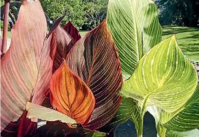  ?? PHOTO: SUPPLIED ?? Canna lilies grow well in Marlboroug­h. They die back in the winter and grow back in spring with large colourful leaves and brightly coloured flowers.