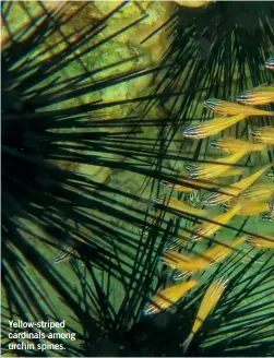  ??  ?? Yellow-striped cardinals among urchin spines.