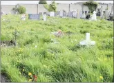  ??  ?? The overgrown Holy Angels plot in St Peter’s.