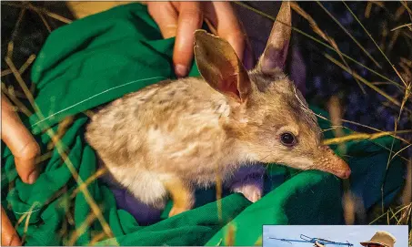  ?? PHOTO: RICK STEVENS ?? The release of the bilbies in the sanctuary at Taronga Western Plains Zoo.