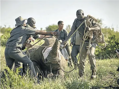  ??  ?? MANHANDLED: A roped rhino, but these Kruger Park rangers feel similarly tied down in their fight against poachers