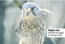  ??  ?? Flight risk Kestrels struggle in strong wind